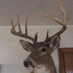 Meet your Posher, Phillip